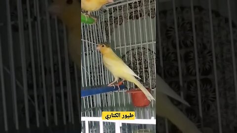 طيور الكناري