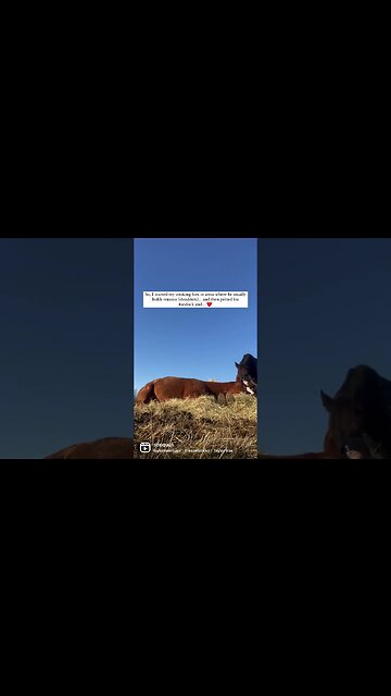 Cuddling With A Horse #rescuehorse #rescueanimals