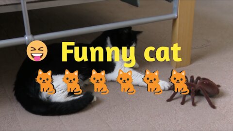 Baby cats-cute cat and funny cats videos.no laughter challenge 😁😁