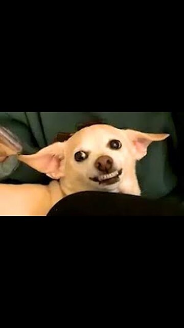 Funny😂🤣😸🎇 Dog Videos The Dog is so Scared....... 😂😂🤣😁