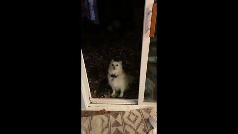 Screen door open