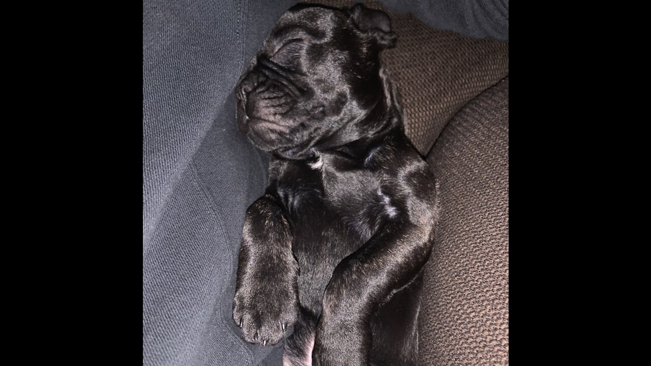 Pig dog