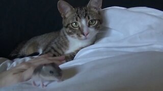 A Little Cat Would Like to Eat a Little Mouse