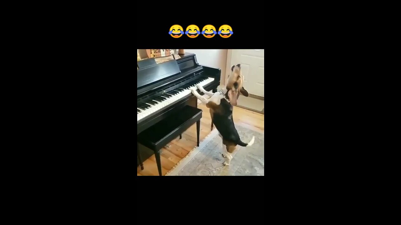 Oscars winning singer ❤️😂😂🥰😍😍 funny dog videos