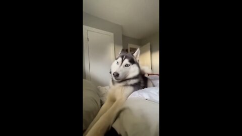 Hahahaha. Morning #husky #dog #foryou #cute
