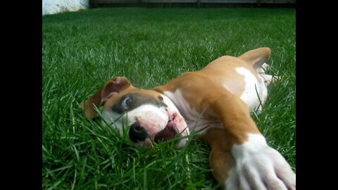 Funny dogs