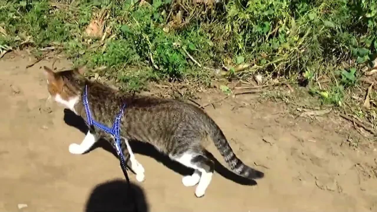 Kitten Hates the Wind