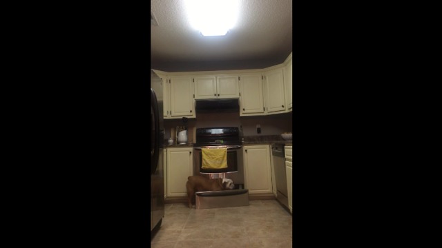 Bulldog can find hidden treats anywhere in the kitchen