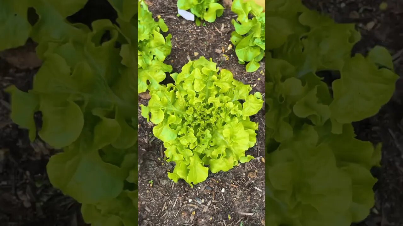 FRESH SALAD FROM OUR GARDEN🌱 #salad #fresh #harvesting #summergarden #gardening #homestead #fy #fyp