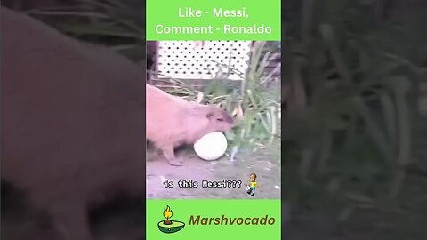 Capybara playing football #shorts #fyp #messi #ronaldo #capybara #trending #viral #petsoftiktok