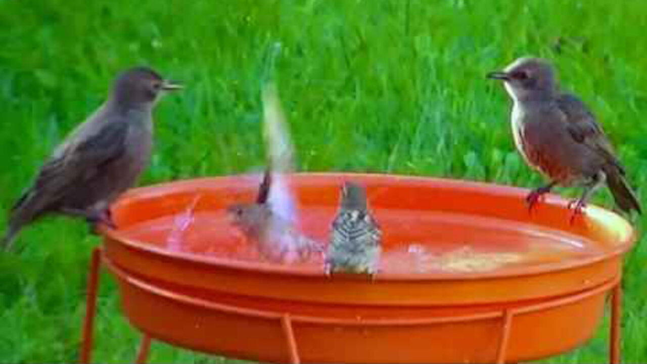 IECV NV #55 - 👀 House Sparrows And Starlings At The Birdbath 7-2-2014