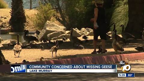 Geese mysteriously disappear from Lake Murray