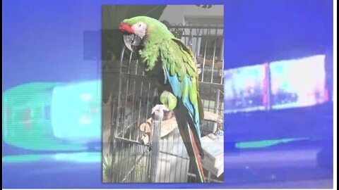 Exotic bird with special medical needs stolen from Boca Raton home