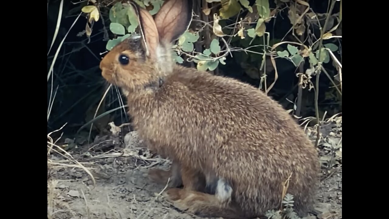 AN EPIC ENCOUNTER /Wildlife Up Close and Personal - Snowshoe Hare