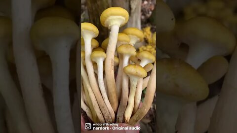 🍄 Yes, yes you are!