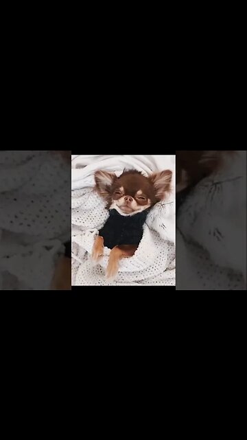 Adorable Chihuahua's Reaction Will Brighten Your Day!