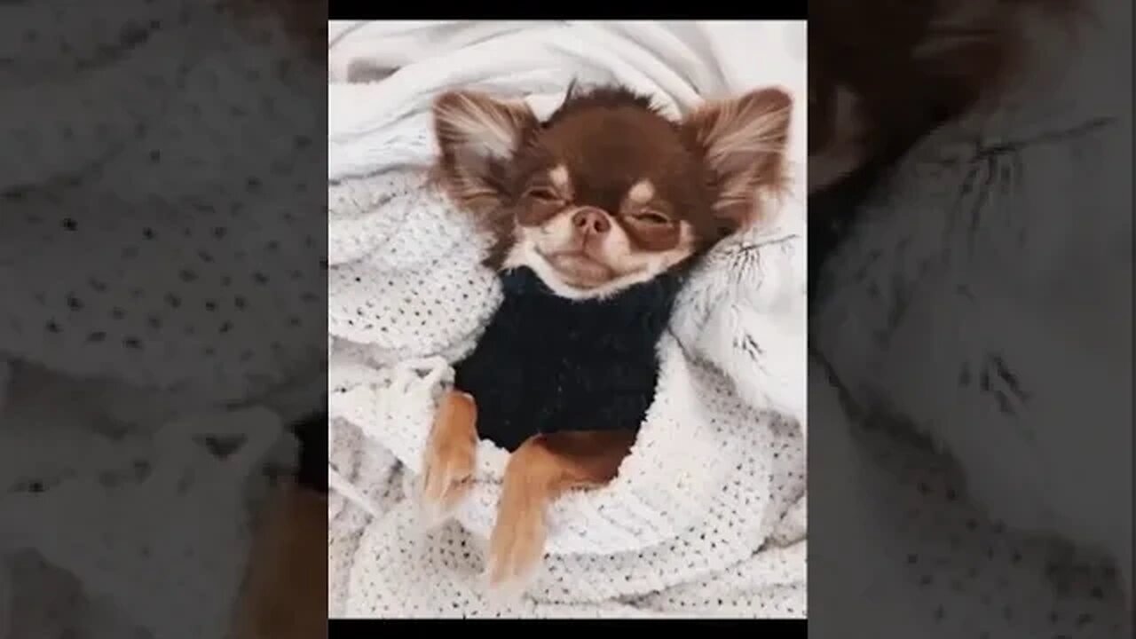 Adorable Chihuahua's Reaction Will Brighten Your Day!