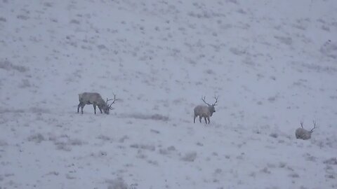 NOT A CARE IN THE WORLD! JUST KEEP FILING BY! BULL ELK ON THE MOVE!