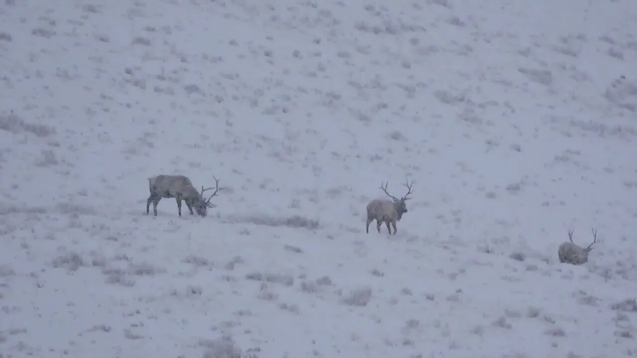 NOT A CARE IN THE WORLD! JUST KEEP FILING BY! BULL ELK ON THE MOVE!