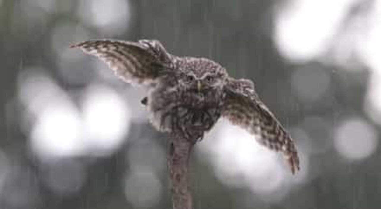 Cette chouette adore être sous la pluie