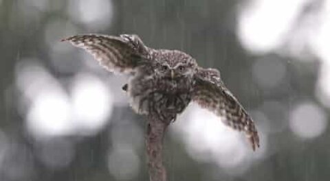 Cette chouette adore être sous la pluie