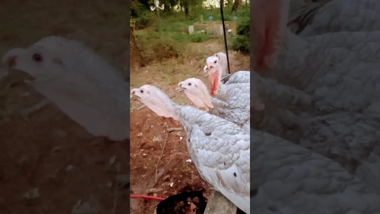 Turkey On The Roost #homestead #homesteading #turkey