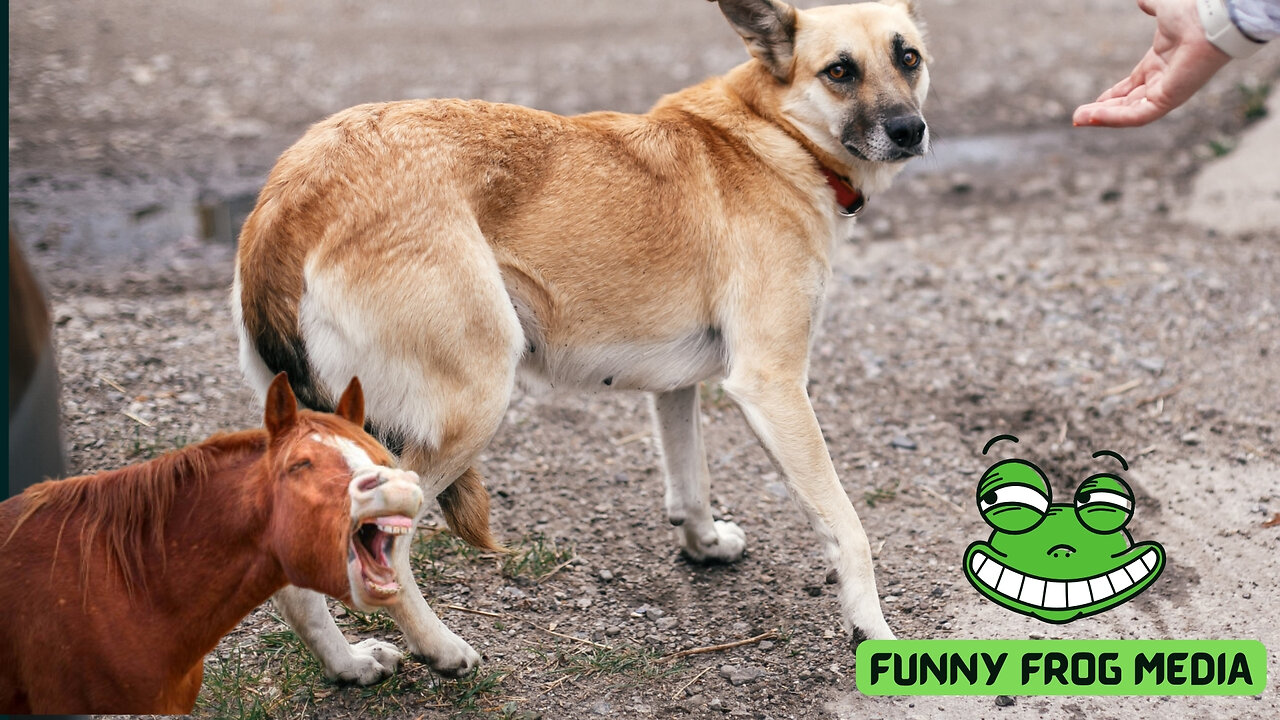 "Paws and Giggles: A Comedy Fiesta with Animals!"