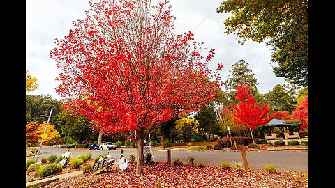 Marysville - Victoria - Australia