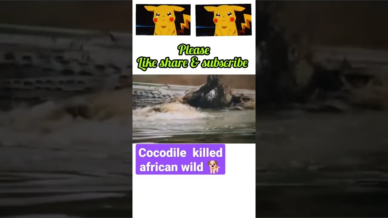 cocodile killed African wild dog 🐕#shorts #youtubeshorts