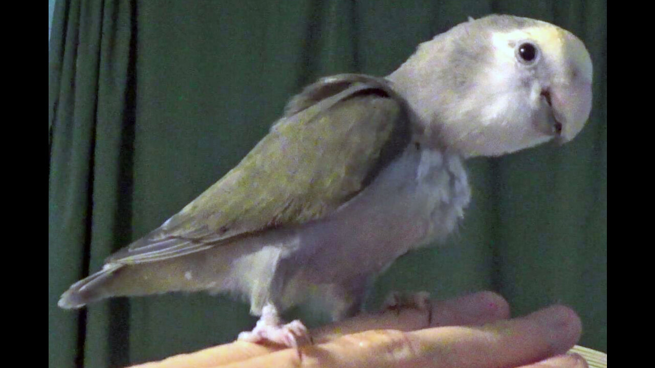 IECV PBV #120 - 👀 Putting Daisy🐤Back In To His Cage, Petting Kiwi And Pearl 🐤🐤 5-30-2020