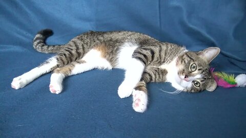 Lazy Little Cat Falls Asleep