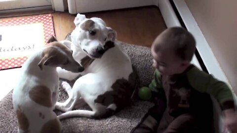 Funny cute dogs and kids