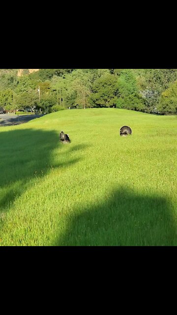 Tom turkeys and deer sharing a meadow