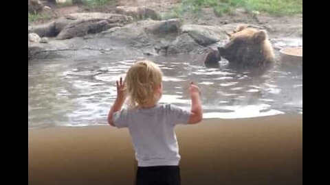 Un garçonnet fasciné par les ours dans un zoo du Dakota