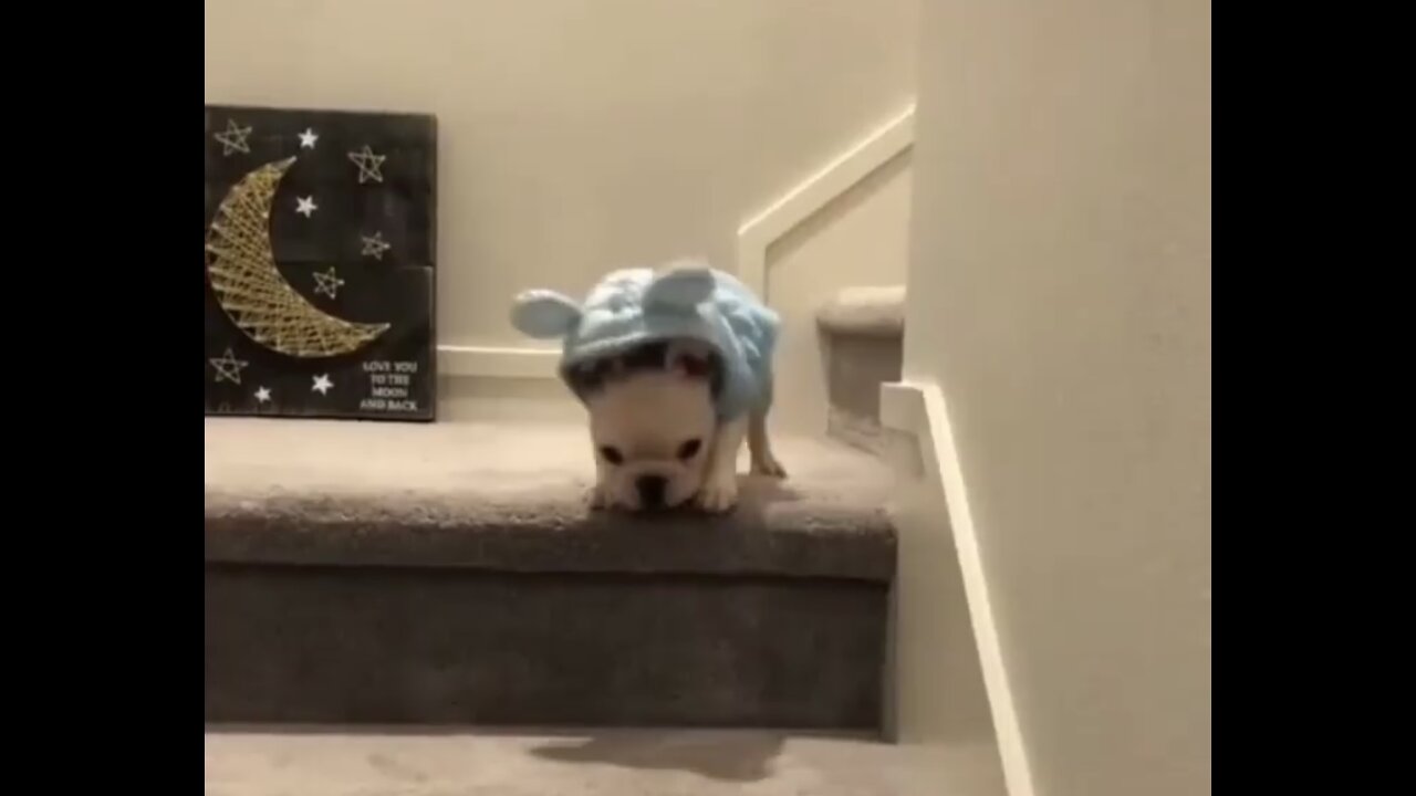 Cute baby dog falling off the stairs very funny and beautiful dog