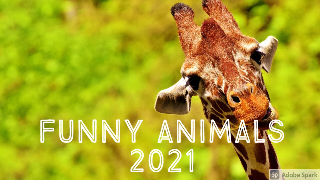 Funny Animals Compilation | Animal fails ' Funniest Animals 2021