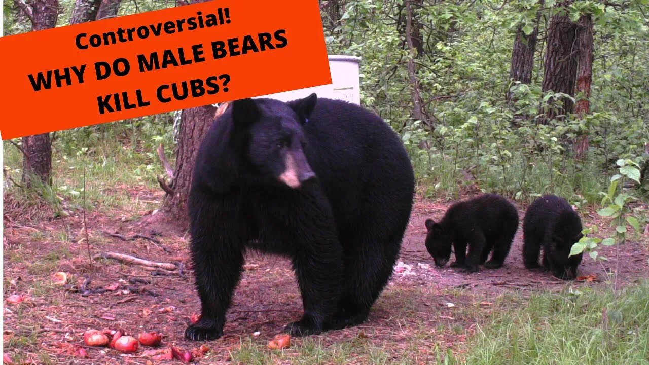 Why do male bears kill cubs?