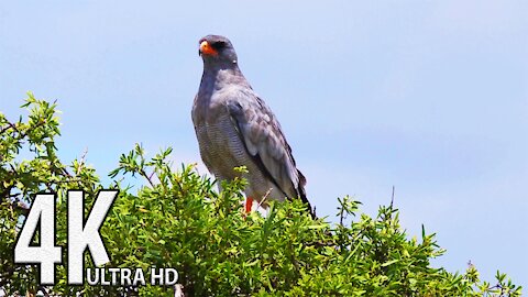 4k Nature Video Documentary 🐦Sleep Relax Forest Ambient Sounds