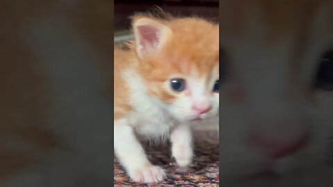 Lovely kitten