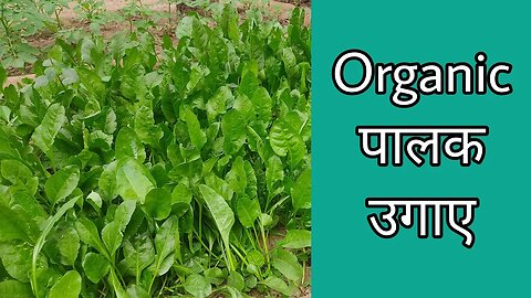 Organic Palak पालक, भातवा और सरसों साग 1 ही बाड़े में उगाया