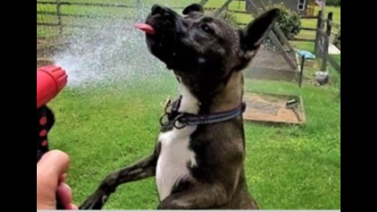 Dogs react with complete hoy when garden hose