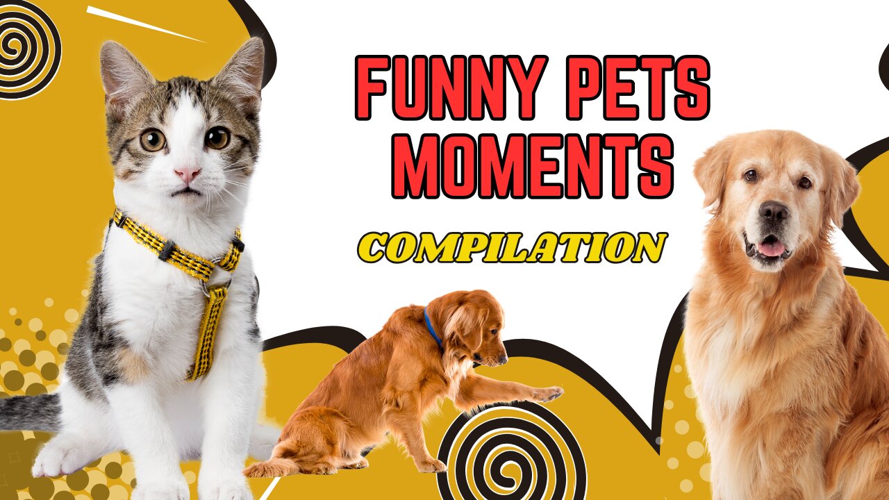 Ultimate Funny Cats & Dogs Moments | Hilarious Pets Compilation - Part #1