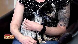 Humane Society of Tampa Bay | Morning Blend