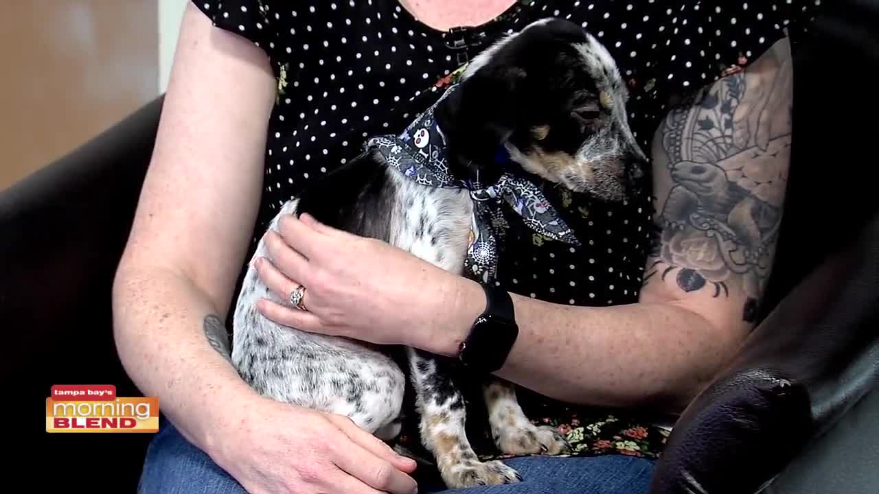 Humane Society of Tampa Bay | Morning Blend