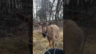 Nigerian Dwarf Bucks #farmlife #nigeriandwarf #goats