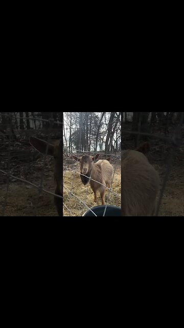 Nigerian Dwarf Bucks #farmlife #nigeriandwarf #goats