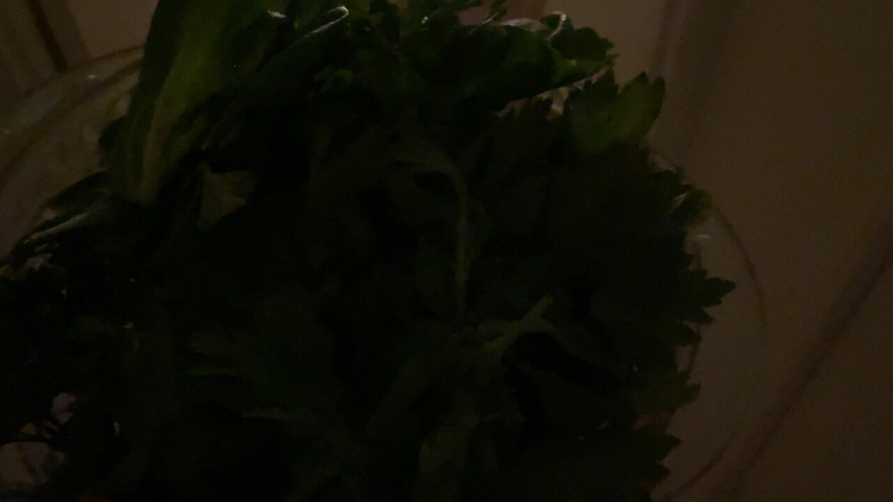Bunny Dinner