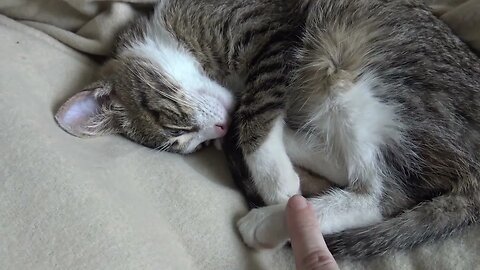 Kitten Sleeps Curled Up and Shows His Belly