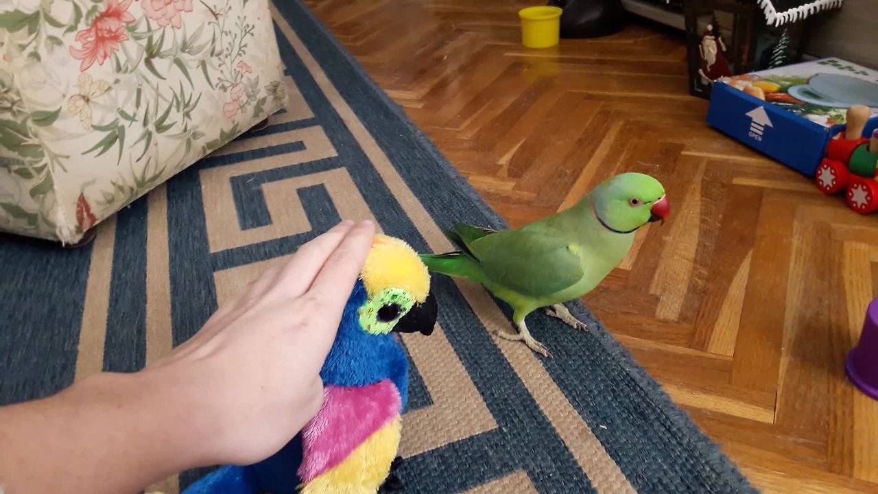 Parrot gets jealous of parrot stuffed animal