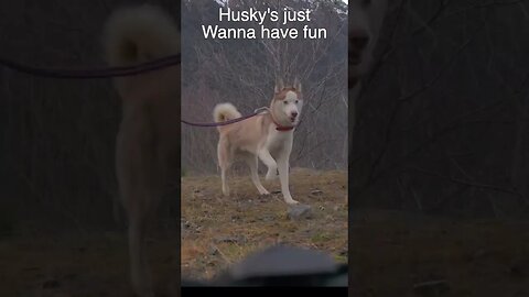 Husky’s just wanna have fun #husky #huskyreels #huskyshorts #dog #dogs #montblanc